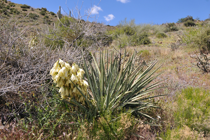 Banana Yucca is a shrub or subshrub, either stemless or with several short ascending stems. This species may develop colonies of individual plants directly from root rhizomes. Yucca baccata